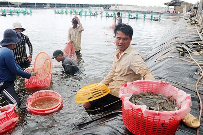 Thu hoạch tôm.