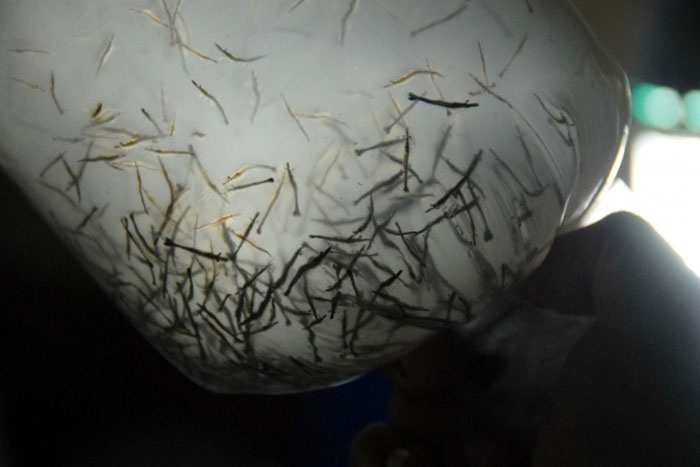 Hiện nay người nuôi tôm còn gặp khó khăn ở khâu tôm giống, thức ăn và chuỗi liên kết để hướng đến xuất khẩu. Ảnh: Lê Hoàng Vũ..