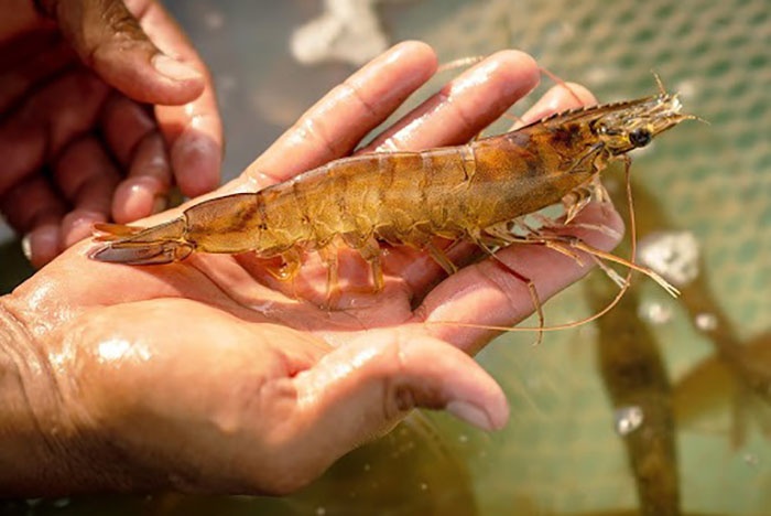 Dù có thất bại hay khó khăn vẫn quyết giữ nghề.