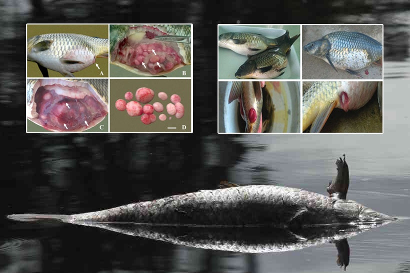 u nang đường ruột cá chép