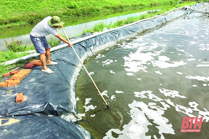 Ao nuôi tôm thẻ chân trắng.