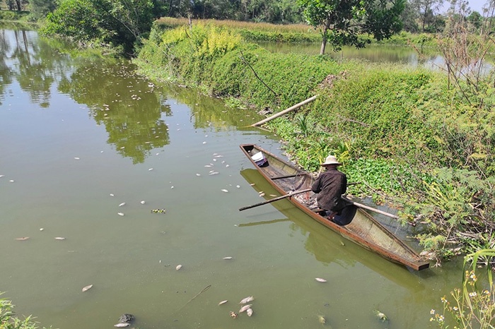 Cá chết.