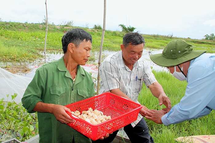 Nuôi ốc nhồi.