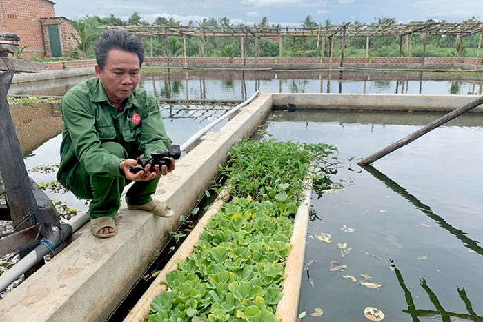 Nuôi ốc nhồi thương phẩm.