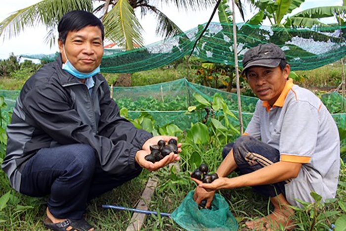 Nuôi ốc bươu.