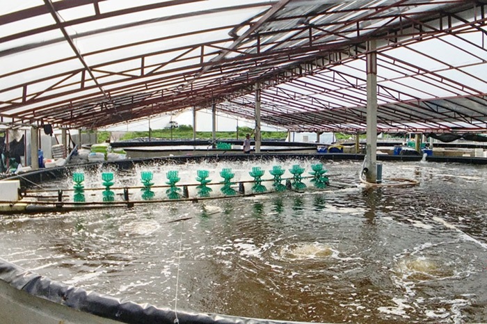Mô hình nuôi tôm công nghiệp.