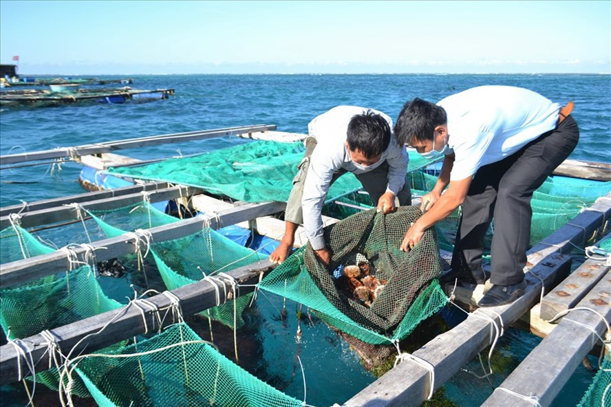 Nuôi nhum bán nhân tạo