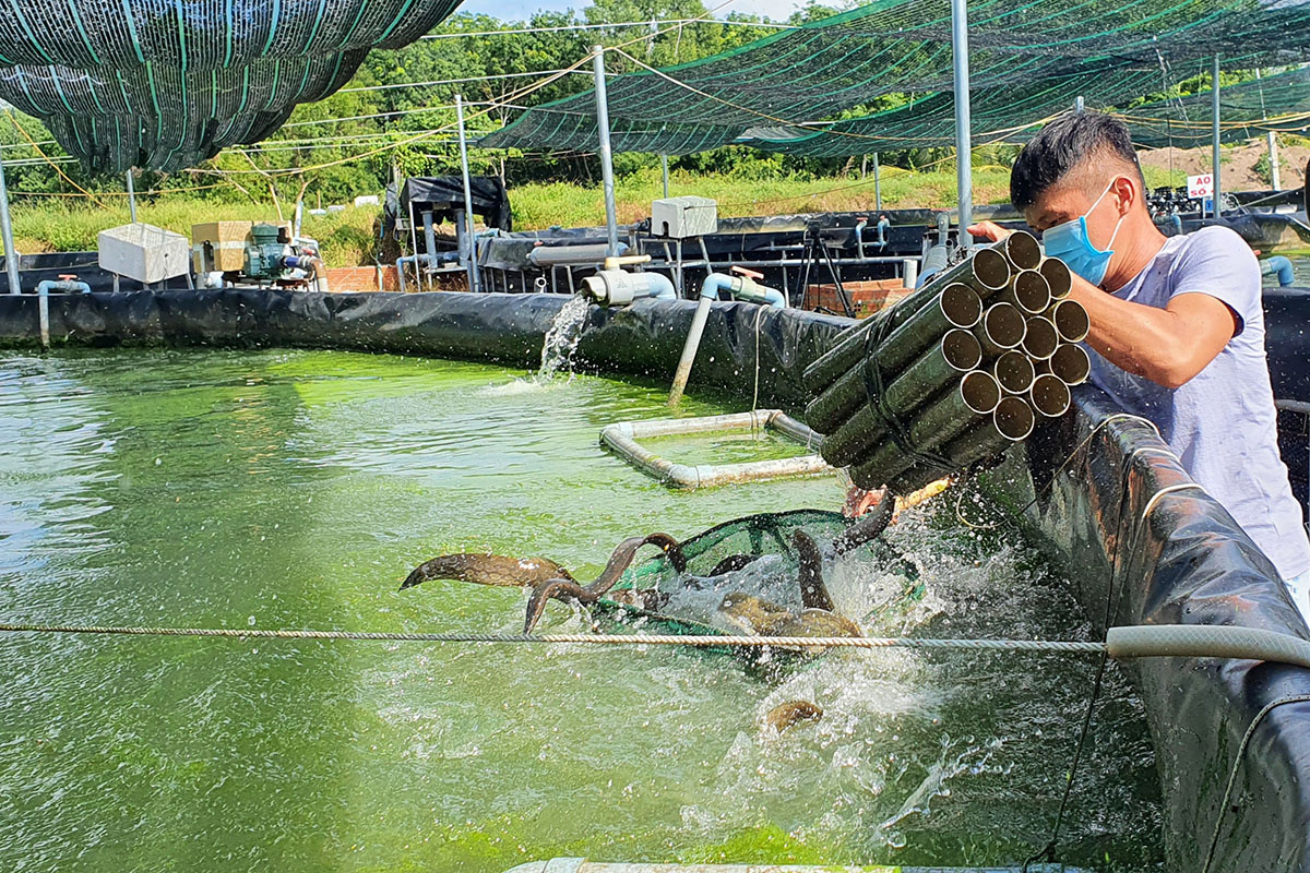 Thu nhập 600 triệu đồngnăm từ nuôi cá chạch  Kinh nghiệm làm ăn  Báo ảnh  Dân tộc và Miền núi