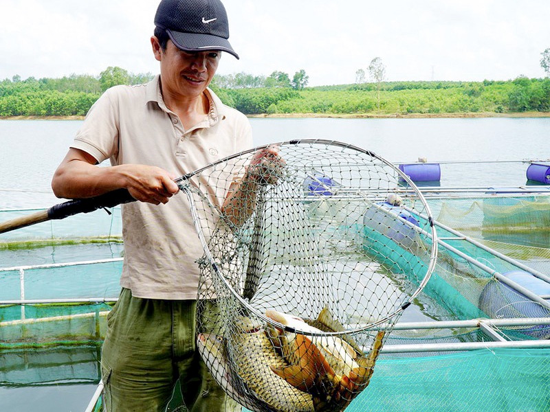Triển khai mô hình nuôi cá chép giòn ở Phong Hải tintuclaocai daitru   TikTok