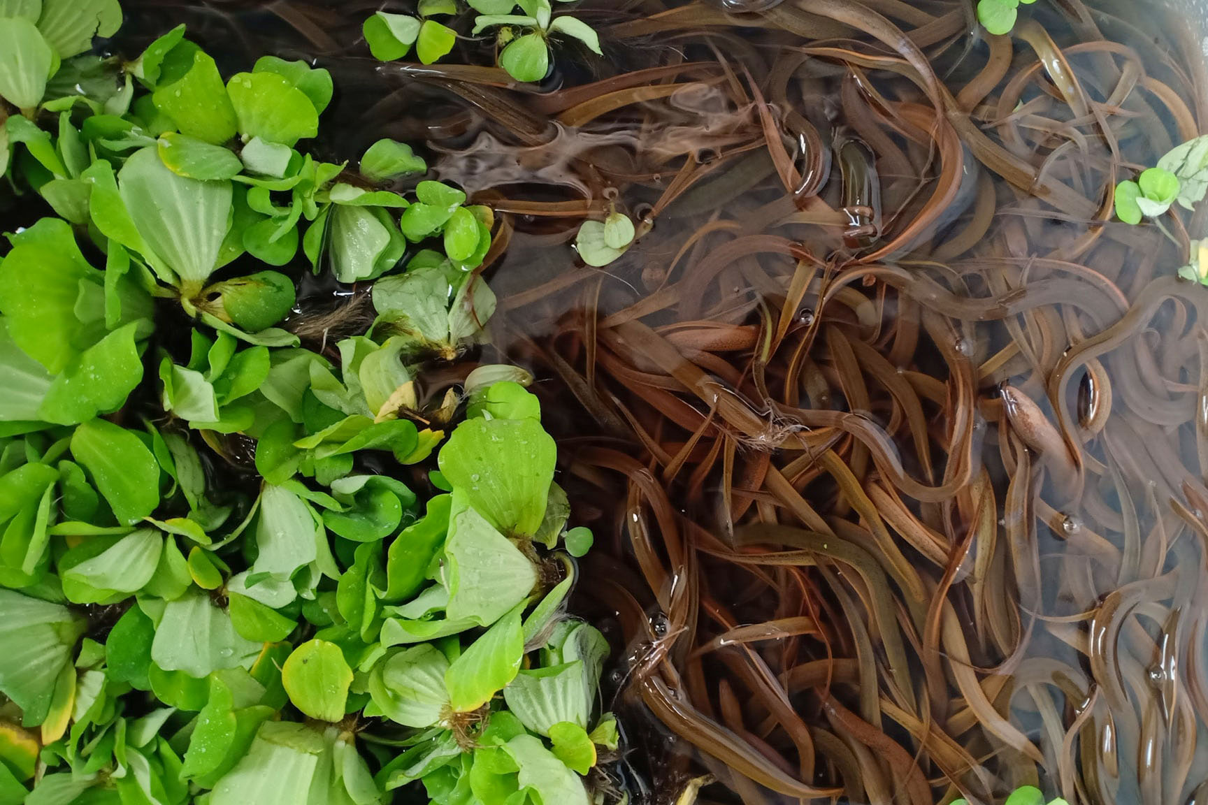 Thực hiện mô hình nuôi lươn trong bể gắn với chuổi liên kết nâng cao giá  trị sản phẩm  Đài Truyền thanh Huyện Vị Thủy