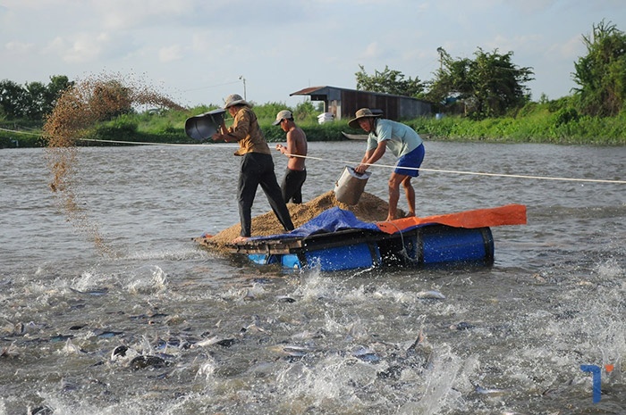 Nuôi trồng thủy sản.