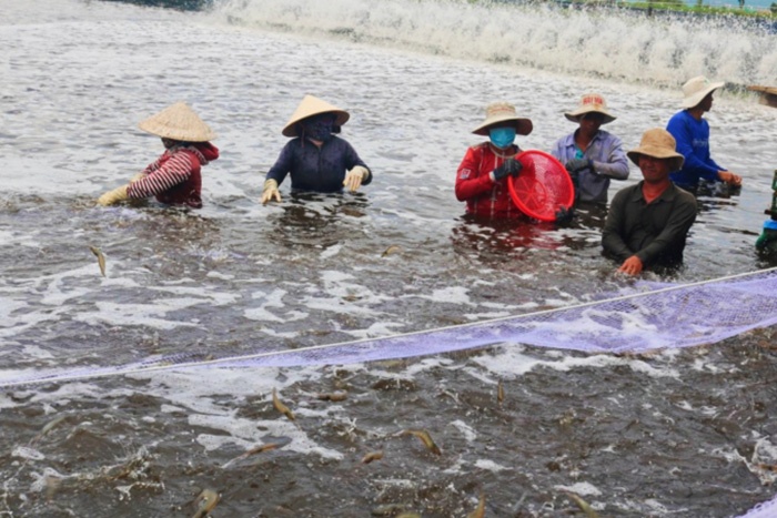 Thu hoạch tôm