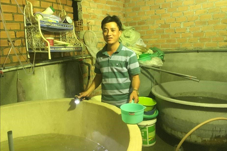 thuần dưỡng tôm giống