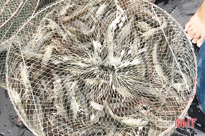 Thu hoạch tôm thẻ