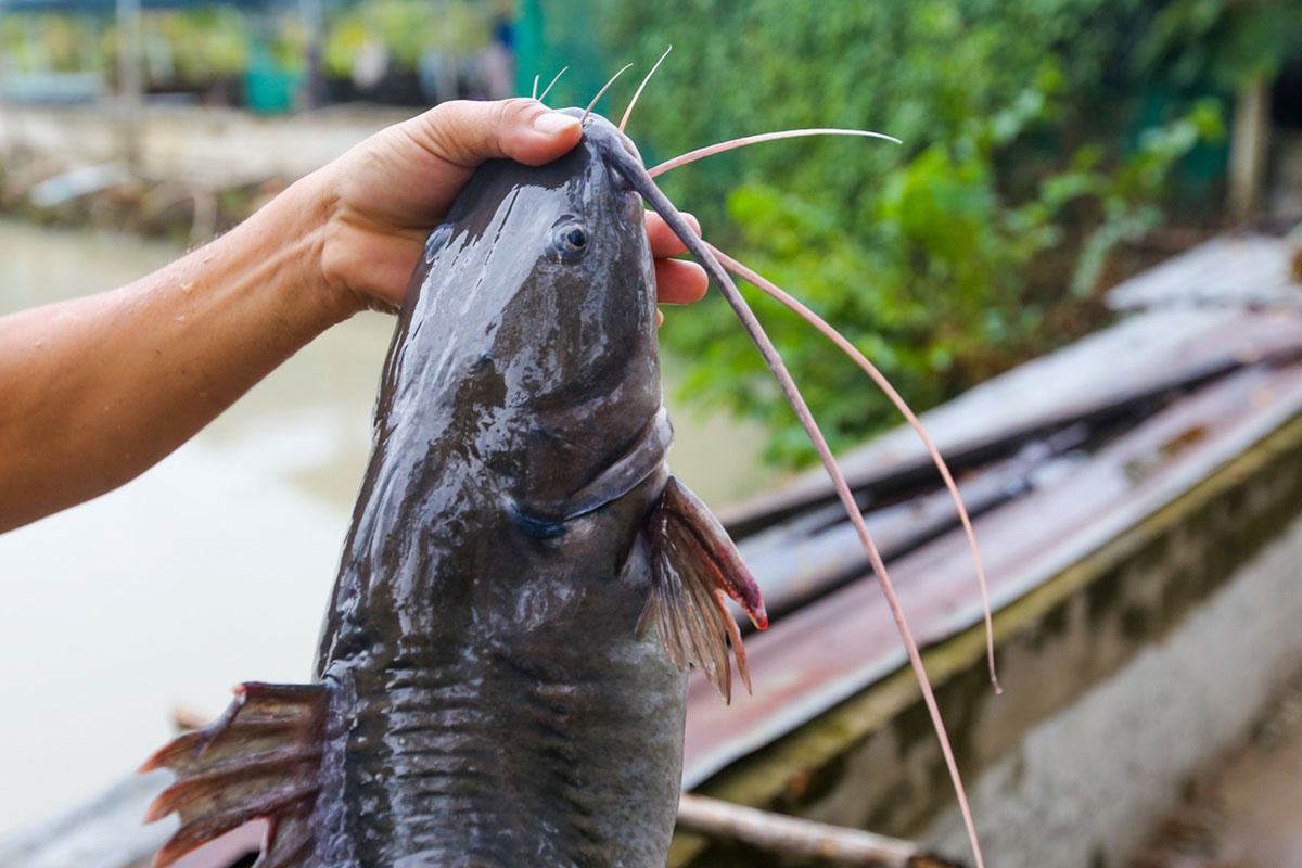 cá lăng