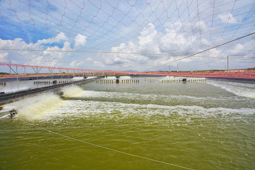 khu nuôi tôm Minh Phú