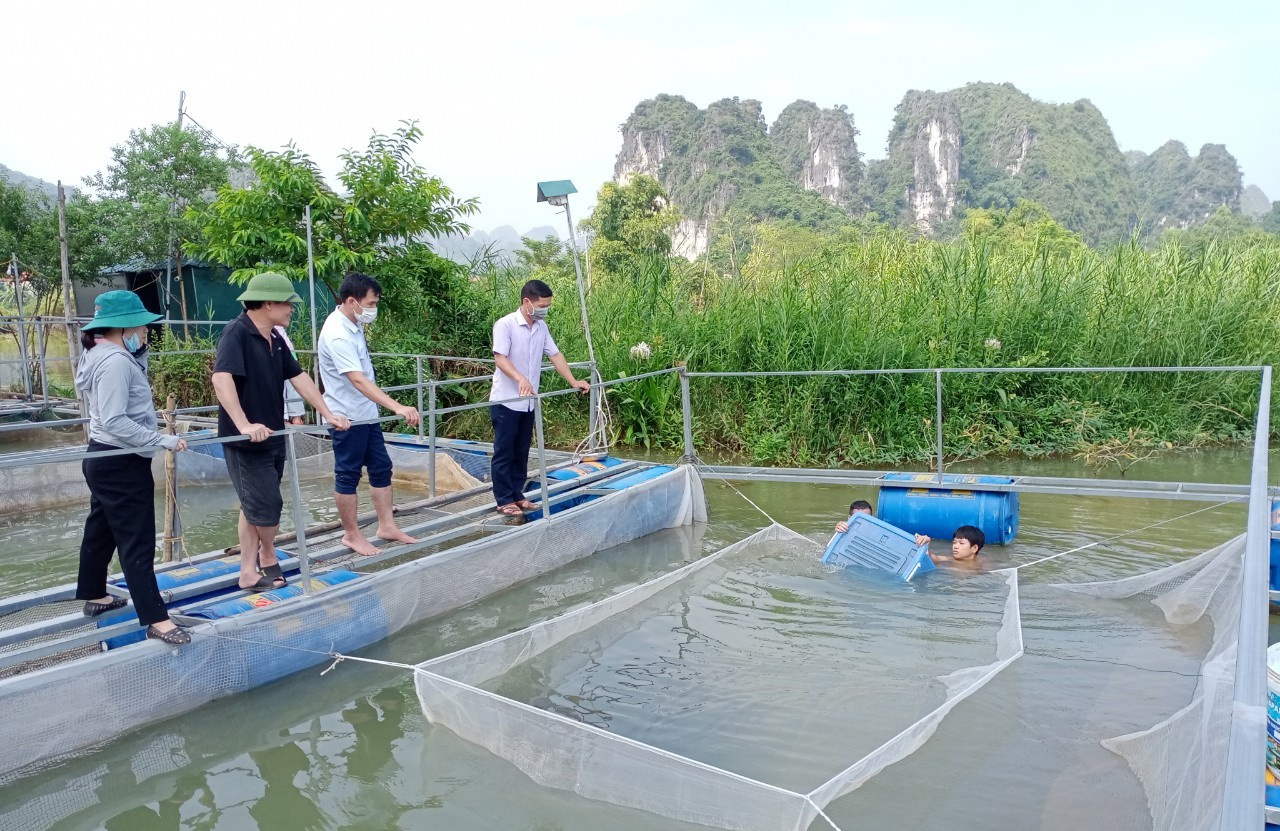 thả giống cá