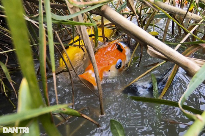 Cá koi nuôi ruộng