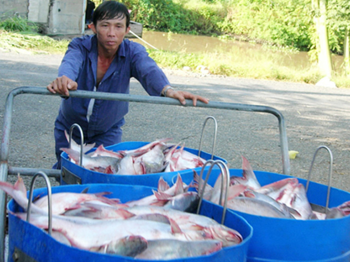 thu hoạch cá tra