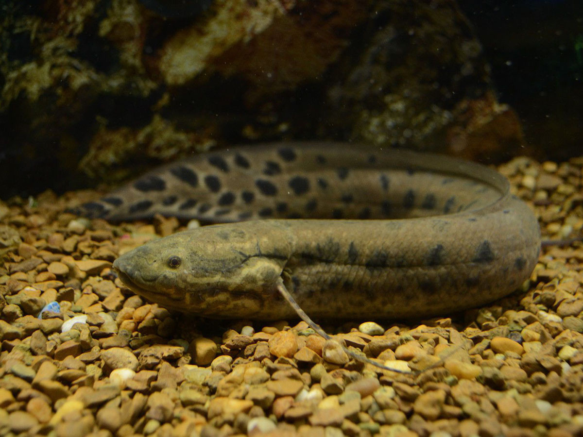 cá phổi Châu Phi