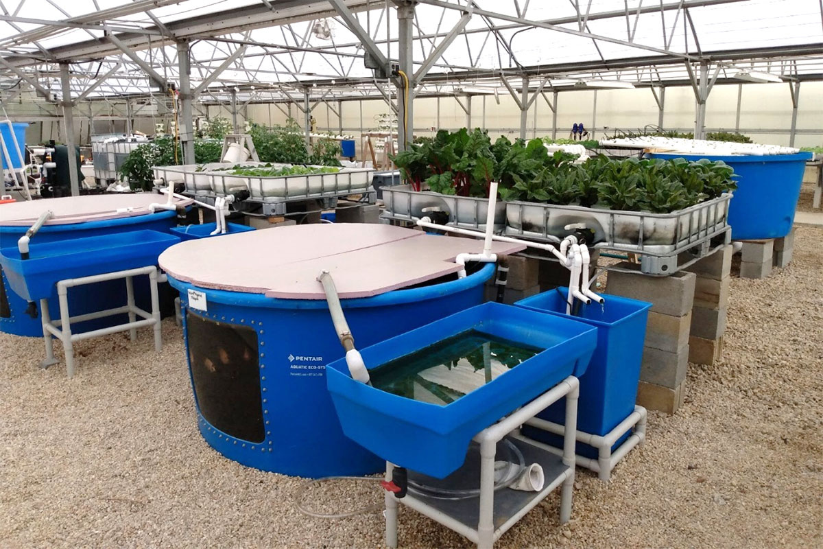 aquaponic