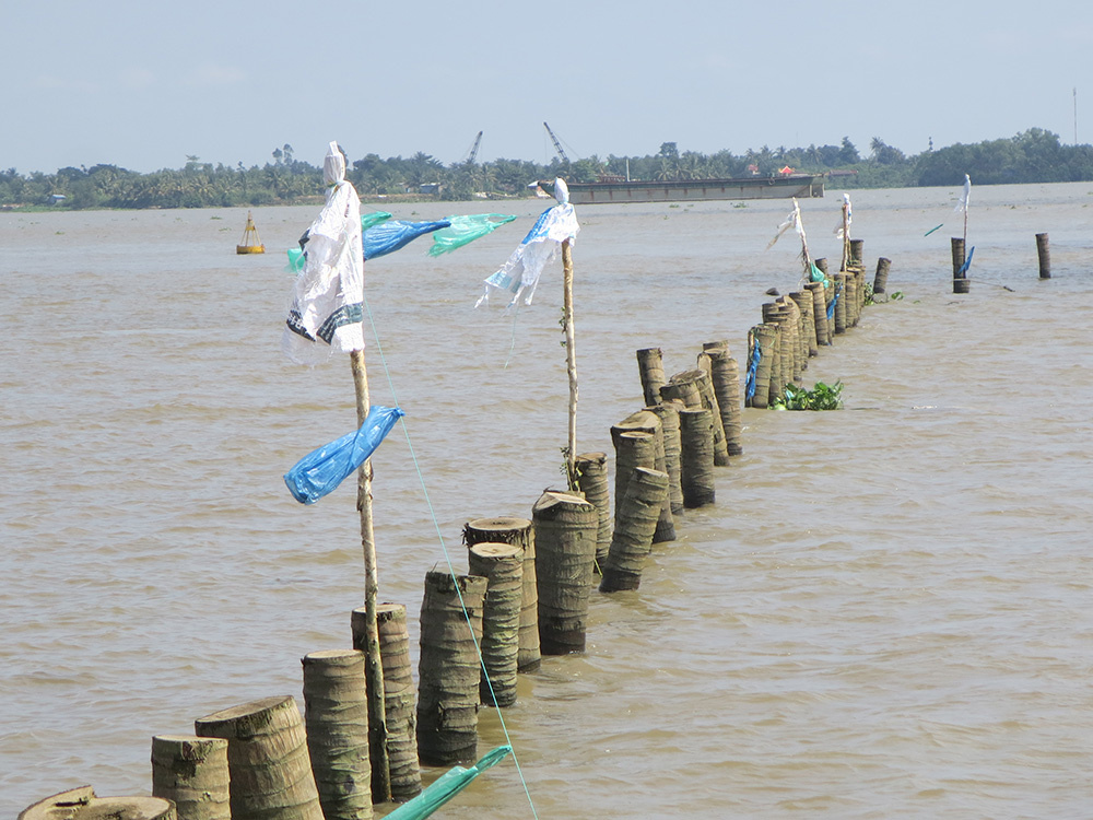 Ma trận cọc dừa trên sông Cổ Chiên, nguy hiểm tiềm tàng