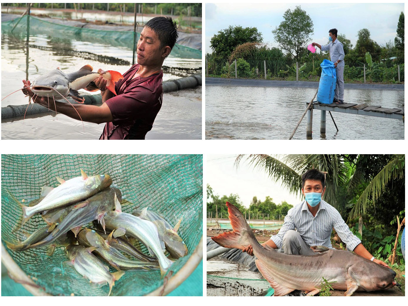 nuôi thủy quái