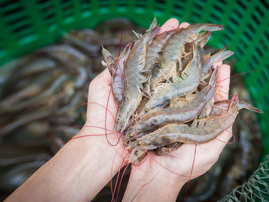 tôm thẻ chân trắng