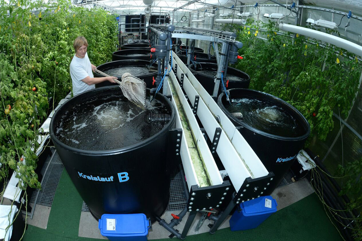 aquaponic