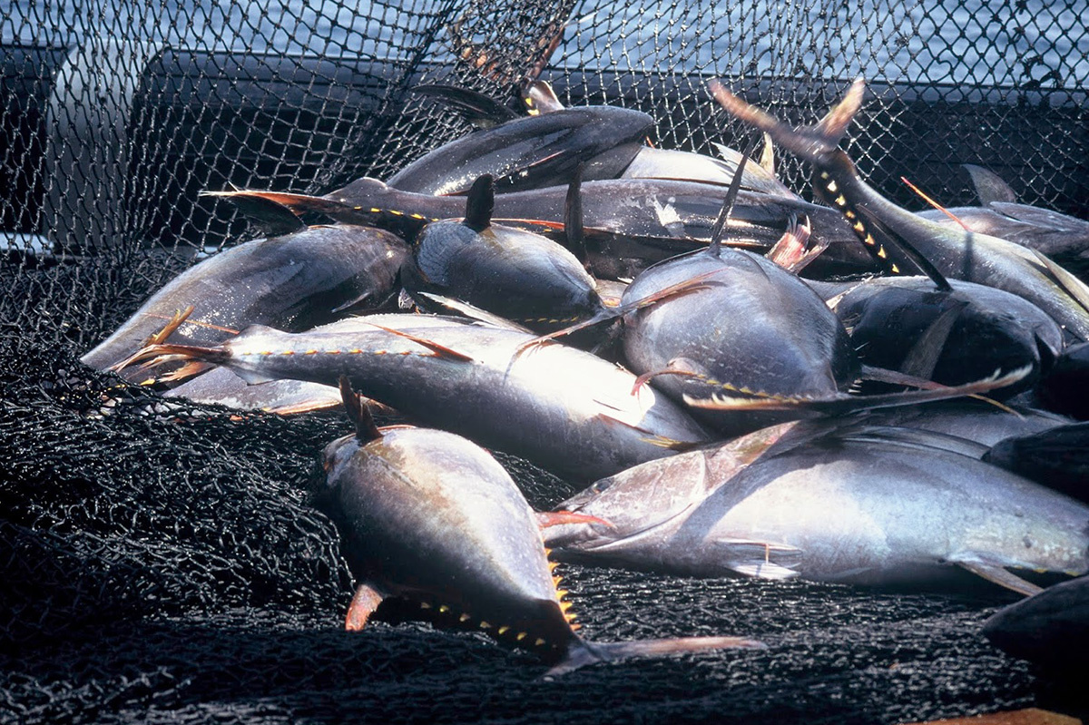 cá ngừ đại dương