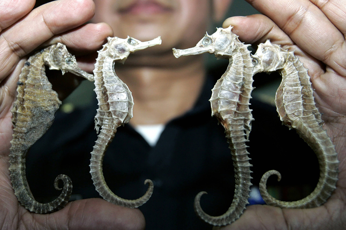cá ngựa khô