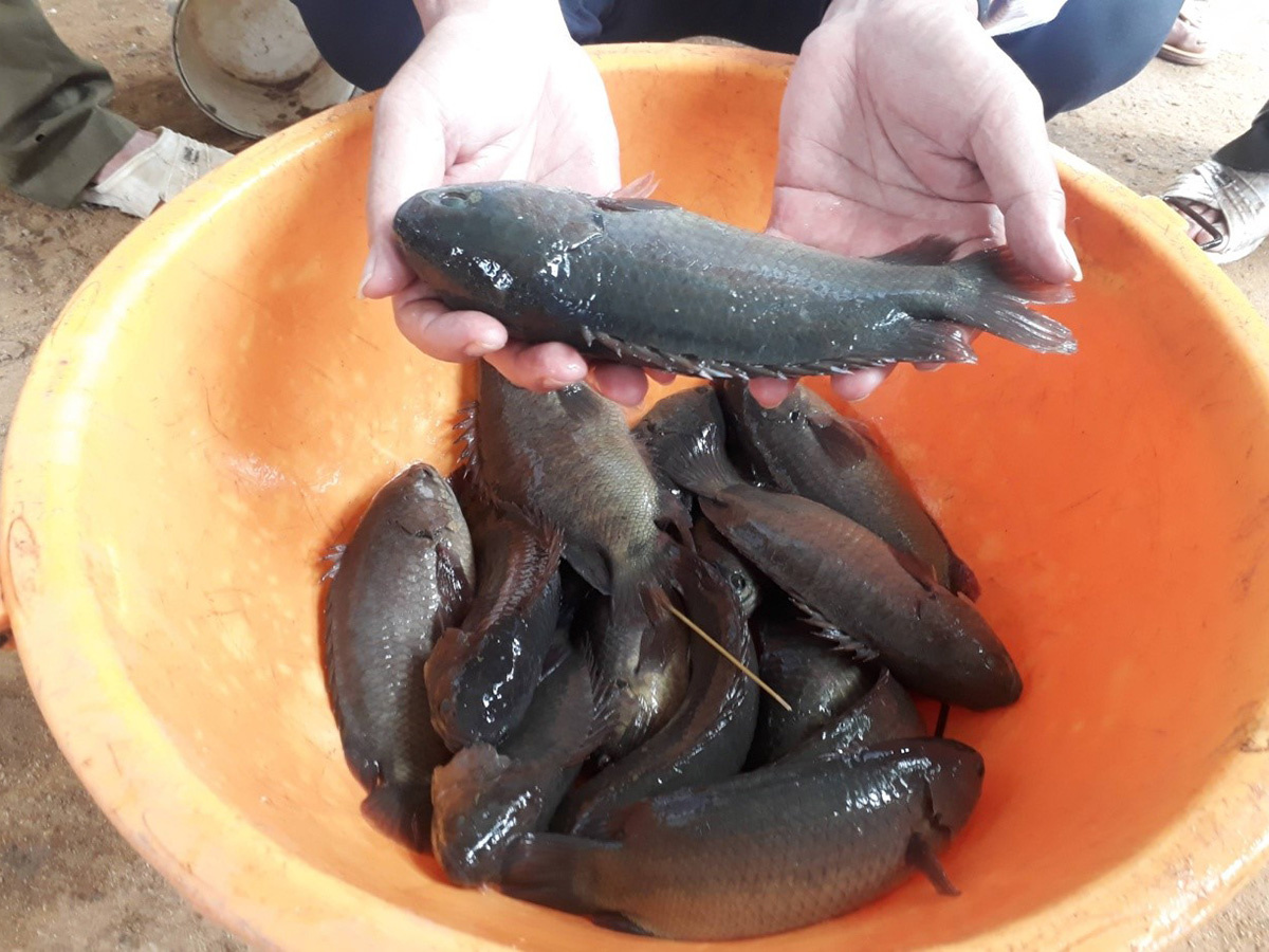 cá rô đầu vuông