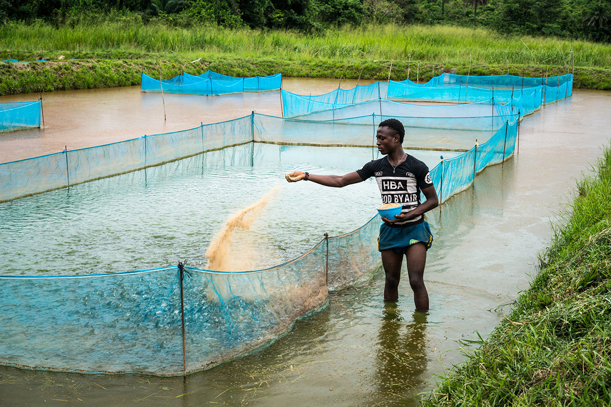 người dân Sierra Leone học nuôi trồng thủy sản