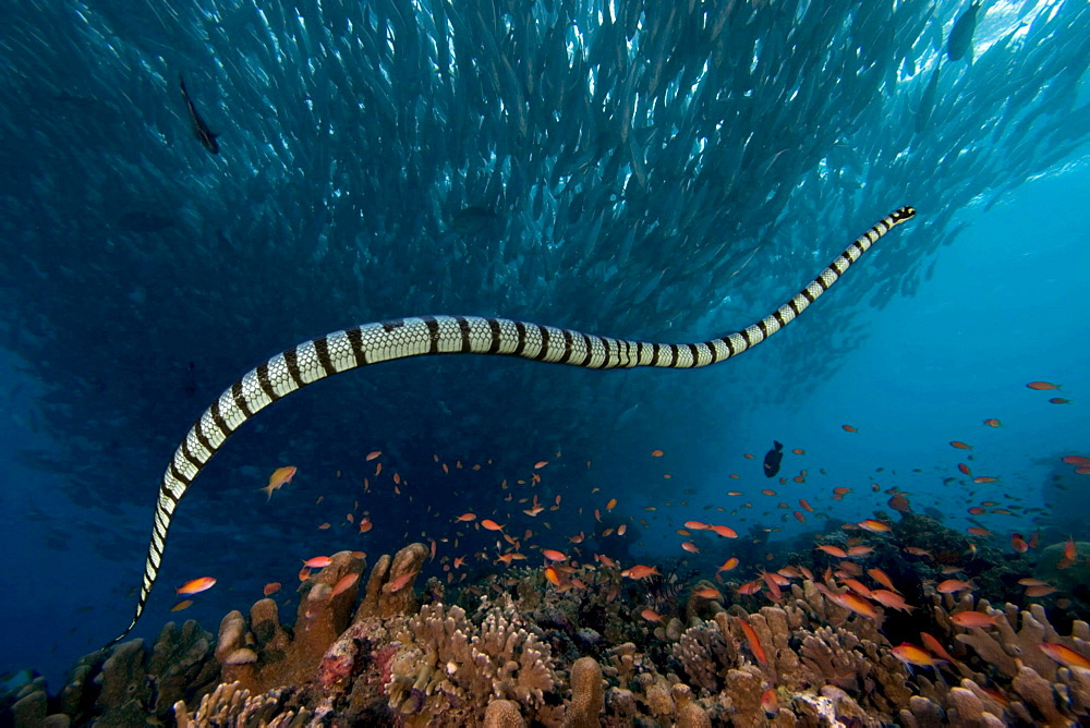 rắn biển