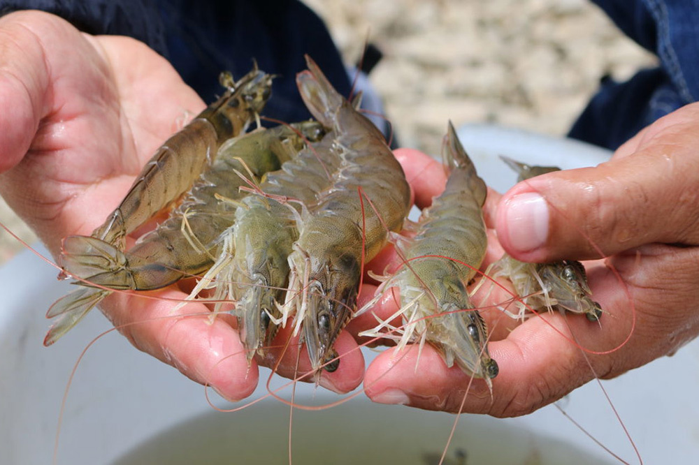 Tôm thẻ chân trắng