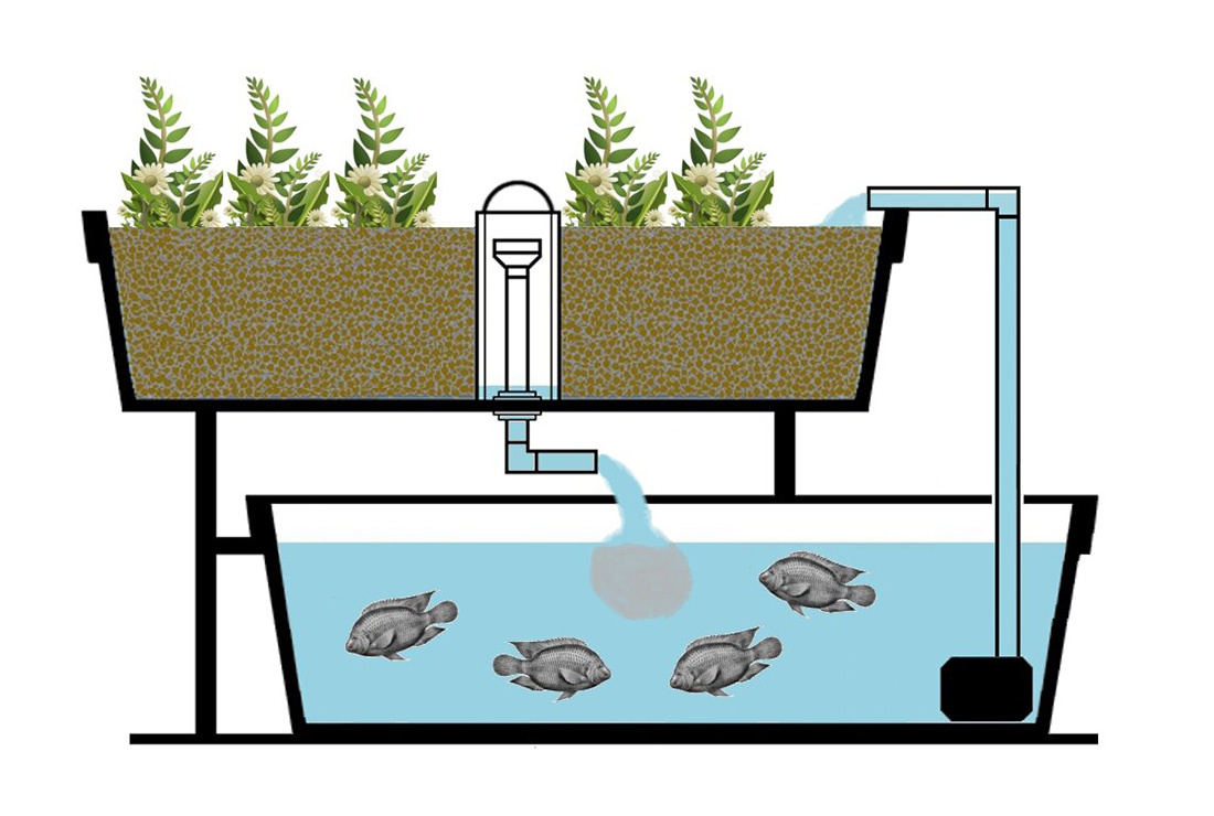 Hướng dẫn làm hệ thống aquaponics trồng rau nuôi cá update 2024