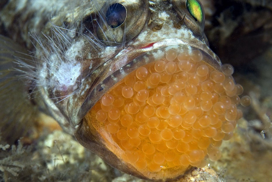 cá ấp trứng