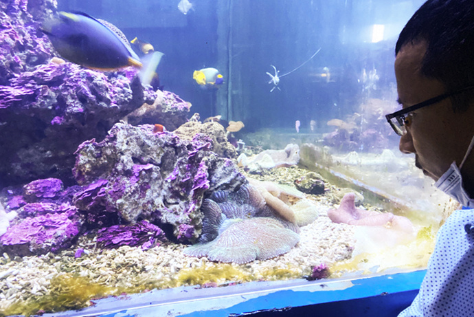 san hô và hải quỳ