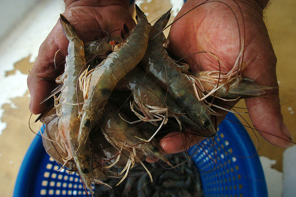 Tôm thẻ chân trắng