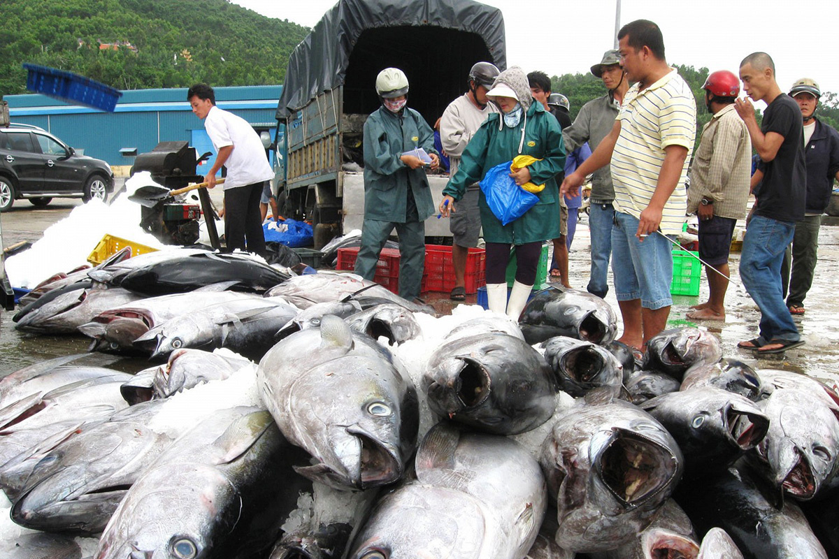cá ngừ Việt Nam