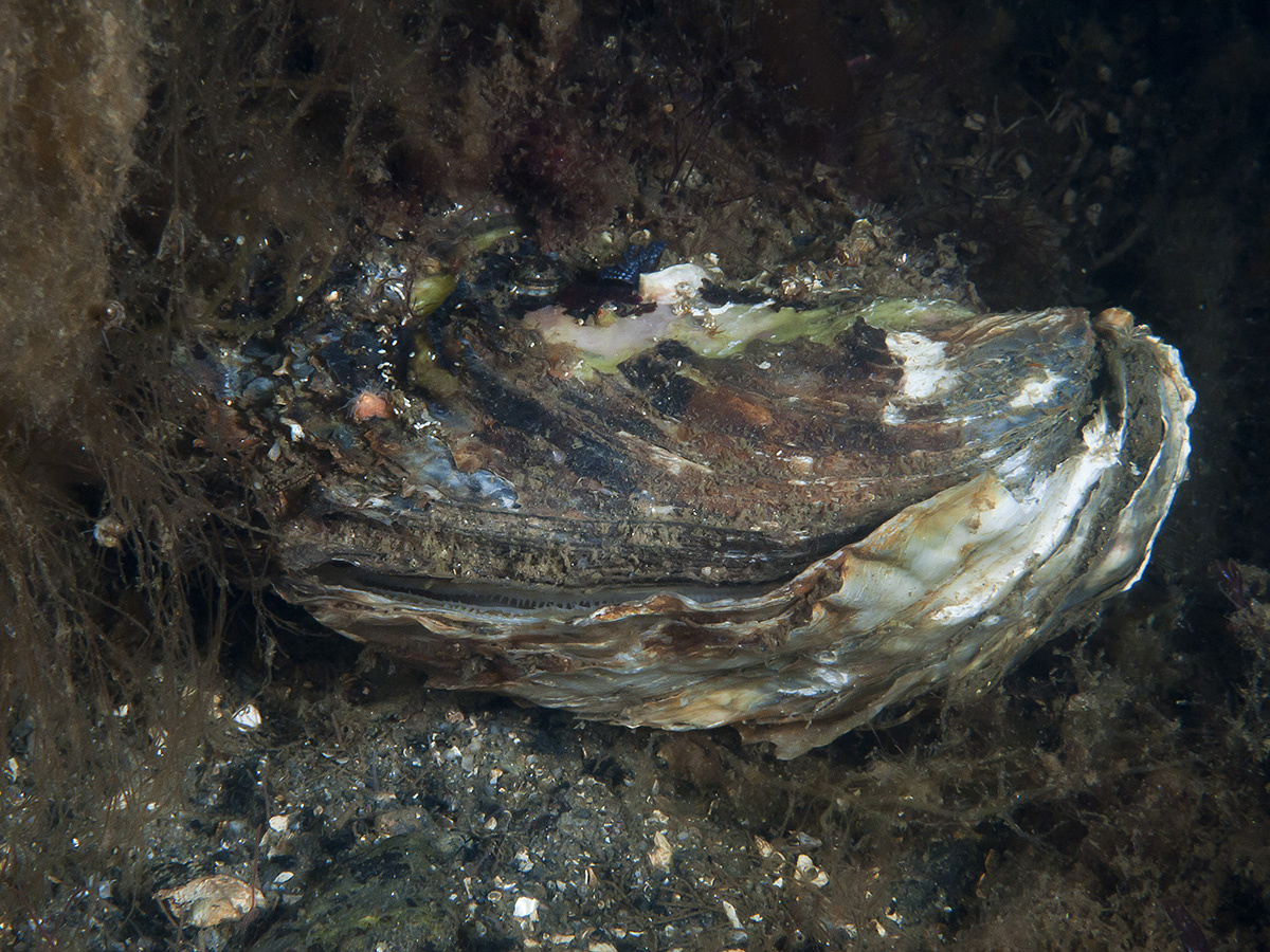 hàu Thái Bình Dương