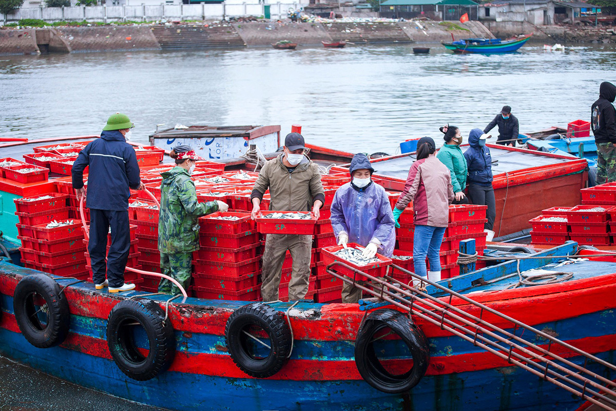 đánh bắt cá