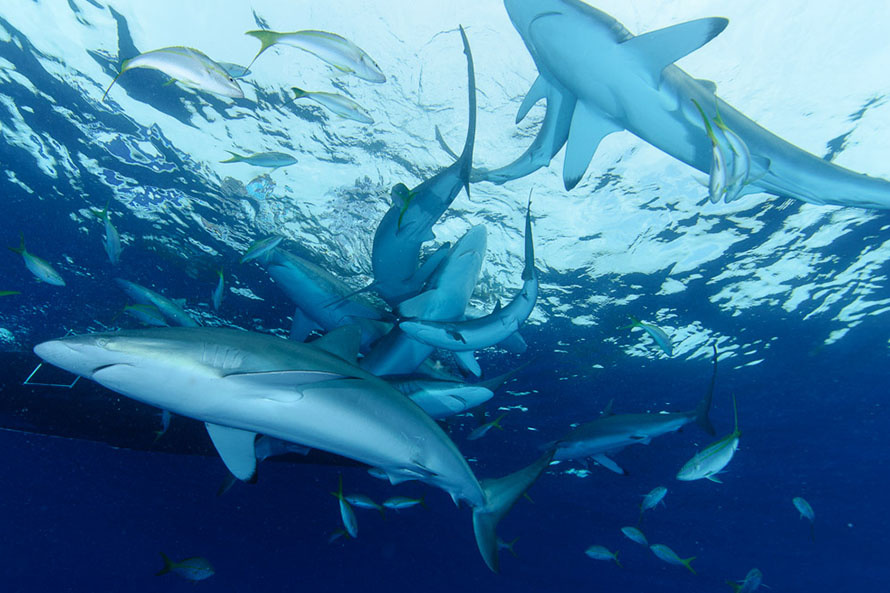 động vật biển