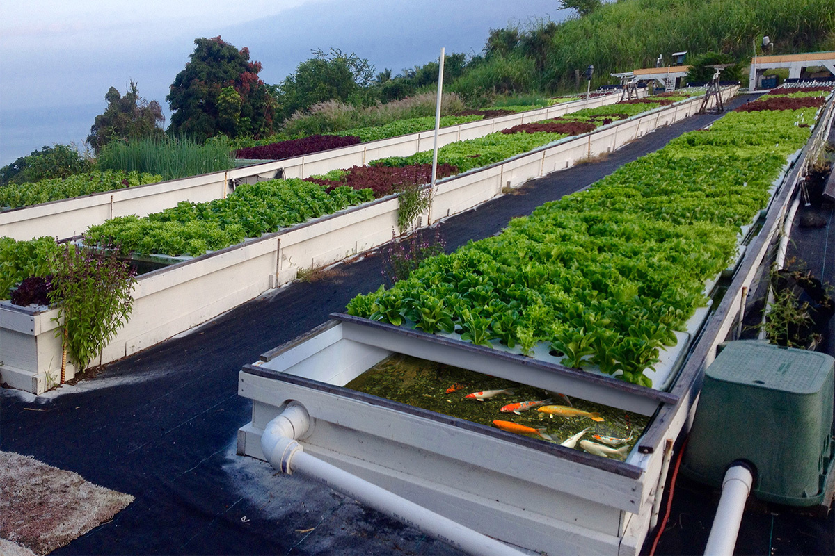 aquaponics