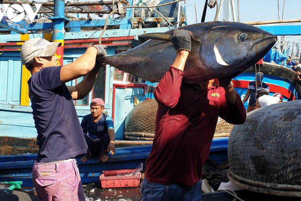 cá ngừ việt nam