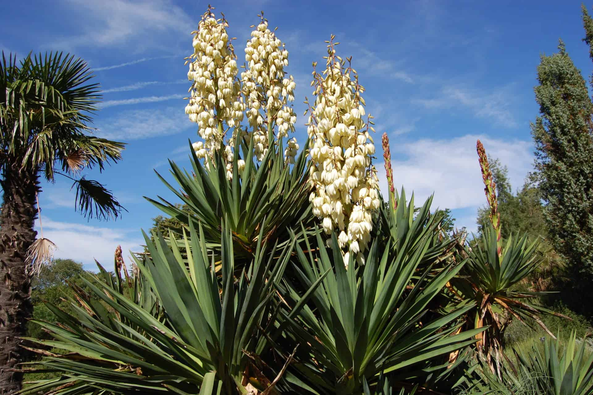 yucca