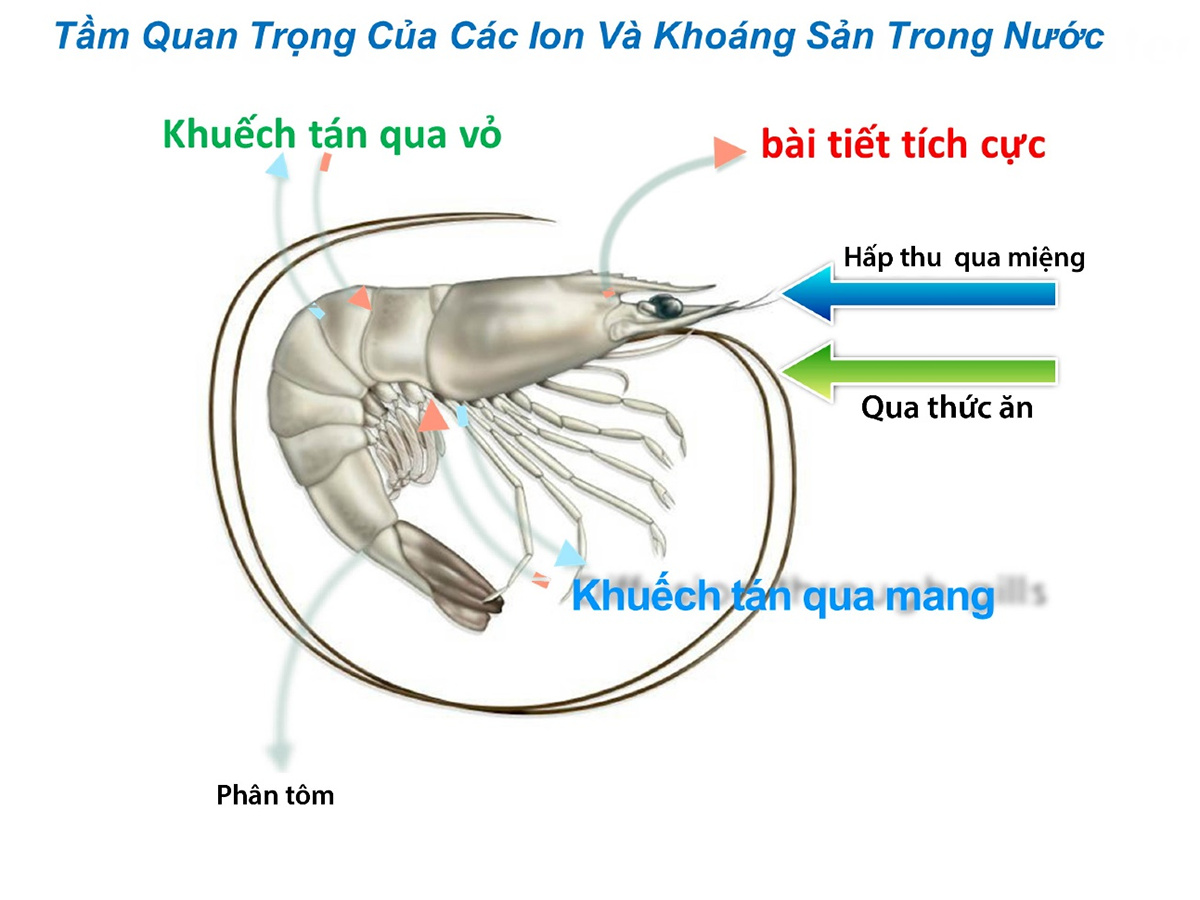 Cơ chế hấp thu khoáng của tôm