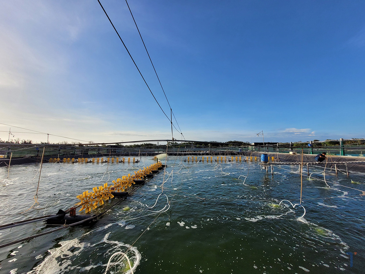 nuôi tôm công nghệ cao