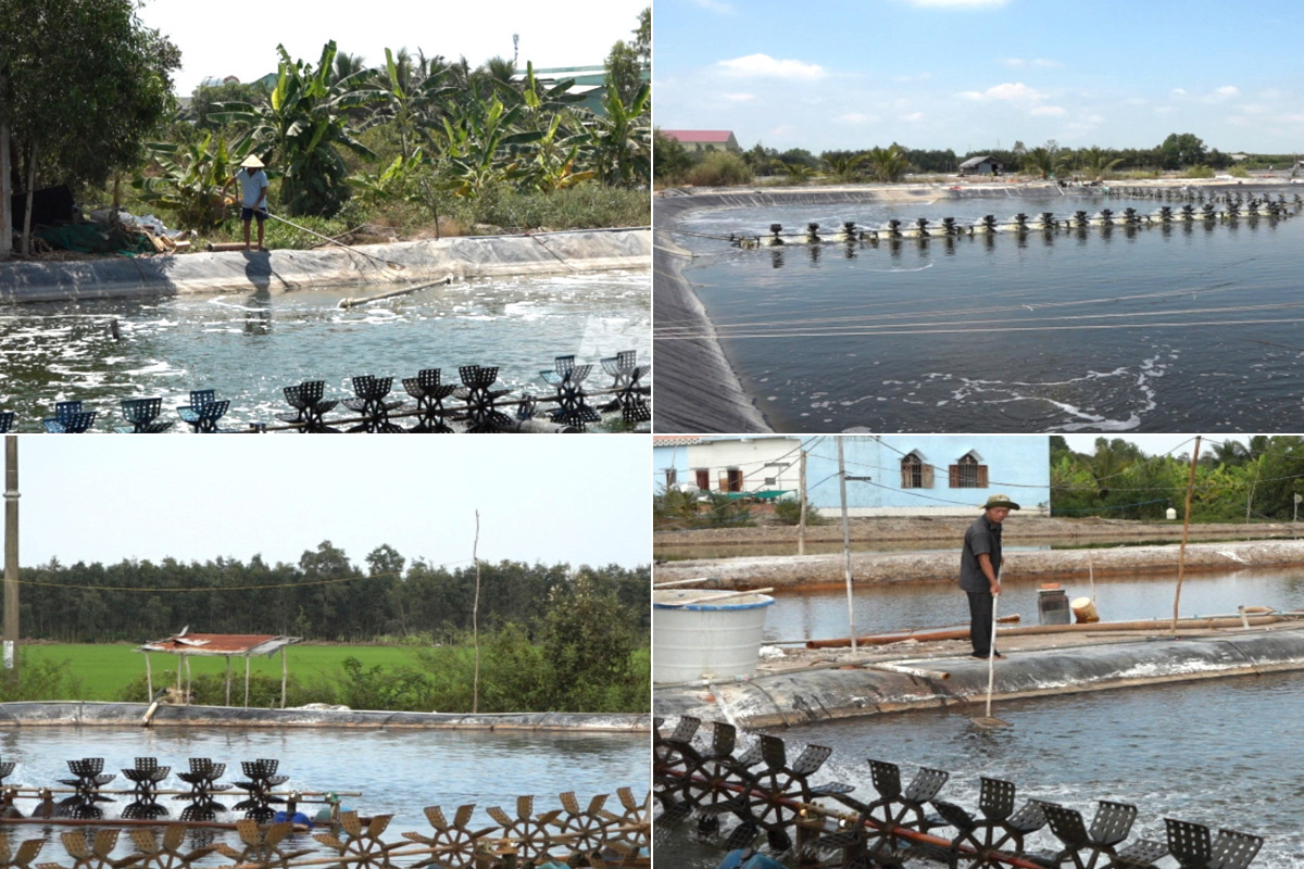 nuôi tôm tự phát