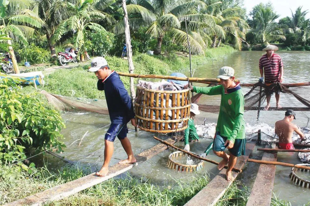 thu hoạch cá tra